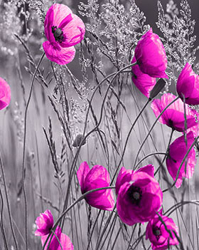 Partner Solo 11764V8