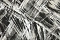 Monica История (La Storia) MS10101