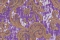 Roberto Cavalli Roberto Cavalli 4 15020