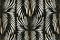 Emiliana Parati Roberto Cavalli №8 19002