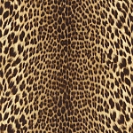 Roberto Cavalli Roberto Cavalli №9 21041