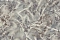 Blumarine Блюмарин №5 (Blumarine №5) 29005BM