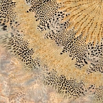 Roberto Cavalli Roberto Cavalli №9 21111