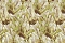 Emiliana Parati Roberto Cavalli №9 21008